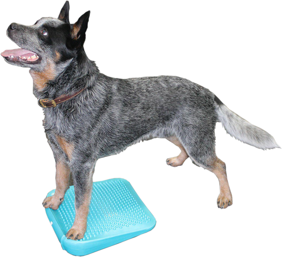 FitPAWS® Ramp