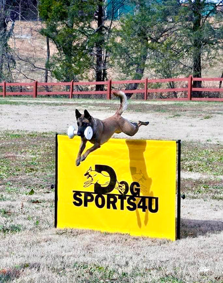 IGP Schutzhund 1m hurdle jump