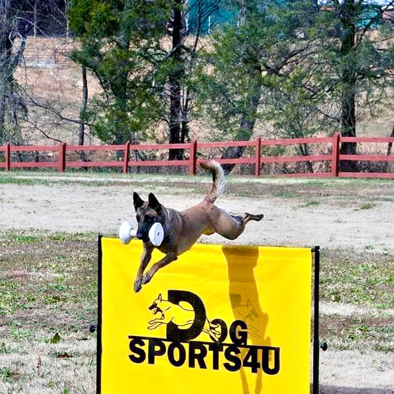 IGP Schutzhund 1m hurdle jump