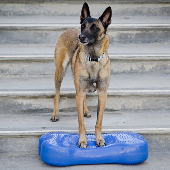 CanineGym® K9FITbone